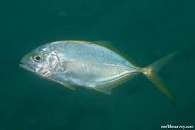 Image result for Caranx bartholomaei