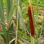 Attēlu rezultāti vaicājumam “Typha latifolia fruit”