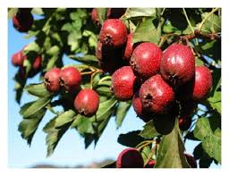 Attēlu rezultāti vaicājumam “Crataegus monogyna fruit”