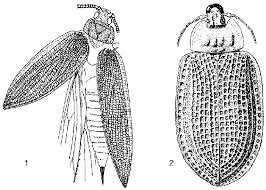 Attēlu rezultāti vaicājumam “Lycogala persicum young”