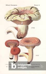 Attēlu rezultāti vaicājumam “Lactarius torminosus”