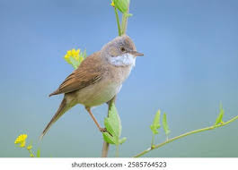 Attēlu rezultāti vaicājumam “Sylvia communis”