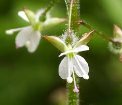 Attēlu rezultāti vaicājumam “Circaea lutetiana flower”