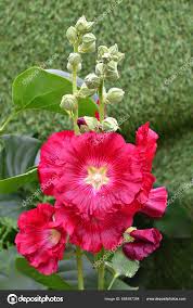 Attēlu rezultāti vaicājumam “Alcea rosea bud”