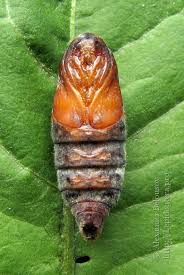 Attēlu rezultāti vaicājumam “Malacosoma castrensis larva”