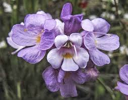 Attēlu rezultāti vaicājumam “Euura acutifoliae”