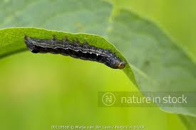 Attēlu rezultāti vaicājumam “Orthosia munda larva”