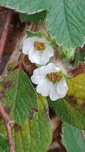 Attēlu rezultāti vaicājumam “Potentilla arenaria bud”