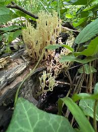 Attēlu rezultāti vaicājumam “Athelia pyriformis”