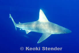 Image result for Carcharhinus plumbeus
