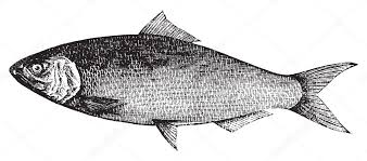 Image result for Alosa sapidissima