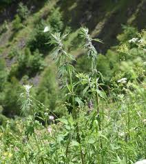 Attēlu rezultāti vaicājumam “Leonurus quinquelobatus”