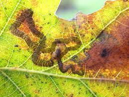 Attēlu rezultāti vaicājumam “Arcyria incarnata young”