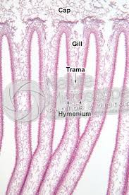 Attēlu rezultāti vaicājumam “Coprinus sp.”