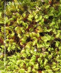 Attēlu rezultāti vaicājumam “Schistidium apocarpum young”