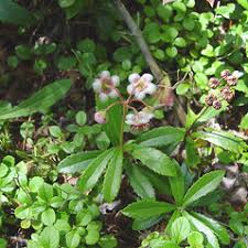 Attēlu rezultāti vaicājumam “Chimaphila umbellata”