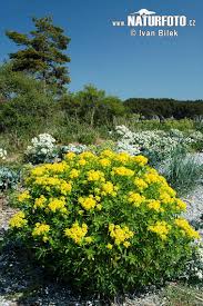Attēlu rezultāti vaicājumam “Euphorbia palustris”