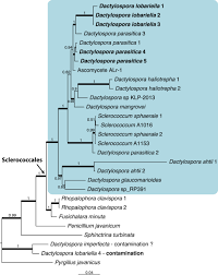 Attēlu rezultāti vaicājumam “Vouauxiomyces santessonii”