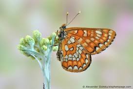 Attēlu rezultāti vaicājumam “Euphydryas maturna larva”