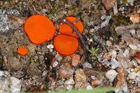 Attēlu rezultāti vaicājumam “Melastiza chateri”