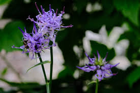 Attēlu rezultāti vaicājumam “Phyteuma spicatum flower”