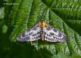 Attēlu rezultāti vaicājumam “Anania hortulata”
