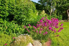 Image result for Pechnelke