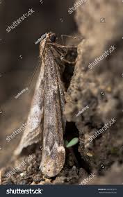 Attēlu rezultāti vaicājumam “Alsophila aescularia”