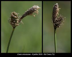Attēlu rezultāti vaicājumam “Carex ericetorum”