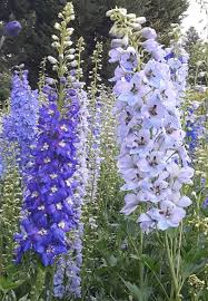 Image result for Rittersporn