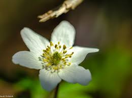 Image result for Buschwindröschen