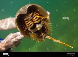 Image result for Limulus polyphemus