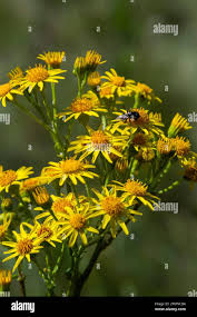 Attēlu rezultāti vaicājumam “Jacobaea vulgaris flower”
