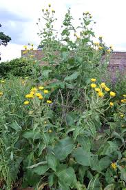 Attēlu rezultāti vaicājumam “Inula helenium leaf”