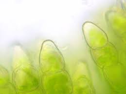 Attēlu rezultāti vaicājumam “Polytrichum piliferum sporophyte”