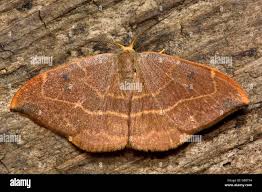 Attēlu rezultāti vaicājumam “Drepanidae”
