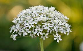 Image result for Schnittknoblauch