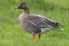 Attēlu rezultāti vaicājumam “Anser serrirostris”