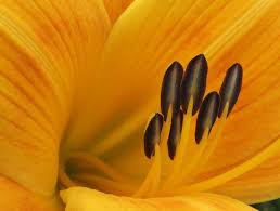 Attēlu rezultāti vaicājumam “Hemerocallis lilioasphodelus flower”