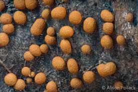 Attēlu rezultāti vaicājumam “Physarum rubiginosum”