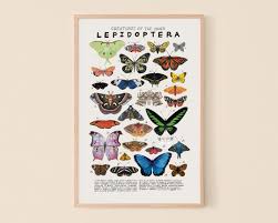 Attēlu rezultāti vaicājumam “Lepidoptera”