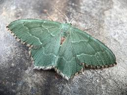 Attēlu rezultāti vaicājumam “Hemithea aestivaria”