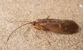 Attēlu rezultāti vaicājumam “Potamophylax”