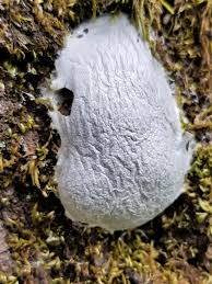 Attēlu rezultāti vaicājumam “Reticularia jurana macro”