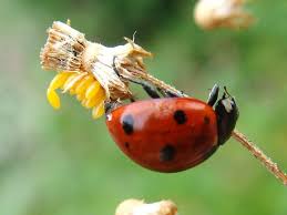Attēlu rezultāti vaicājumam “Coccinella septempunctata”
