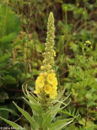 Image result for Verbascum densiflorum