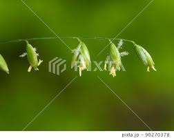 Attēlu rezultāti vaicājumam “Melica nutans leaf”