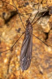 Attēlu rezultāti vaicājumam “Tipulidae”