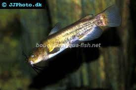 Image result for Ameiurus catus