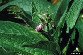 Image result for Symphytum officinale